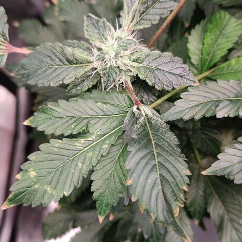 Northern lights growlog timeline photo