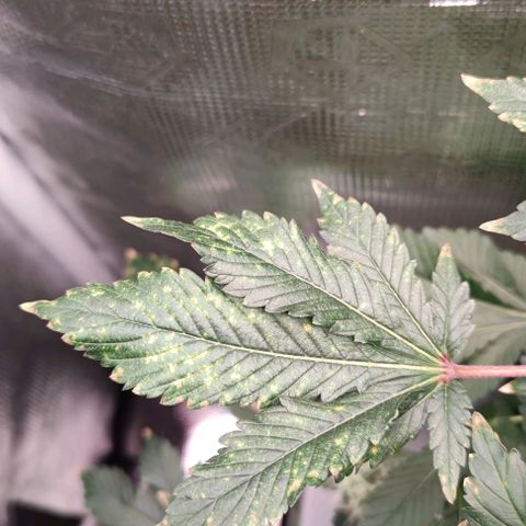 Northern lights growlog timeline photo