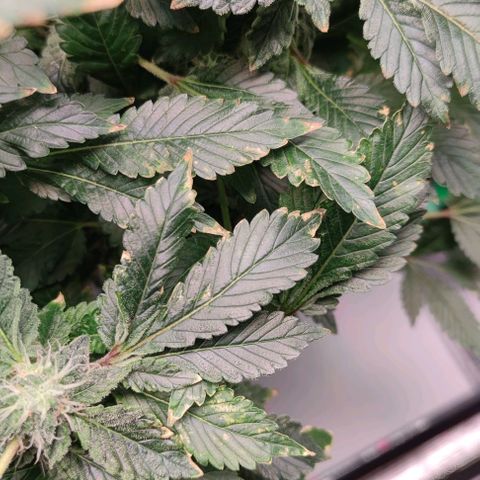 Northern lights growlog timeline photo