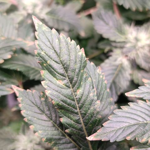 Northern lights growlog timeline photo