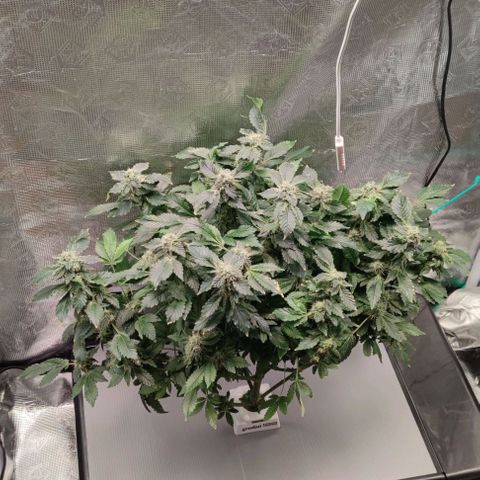 Northern lights growlog timeline photo