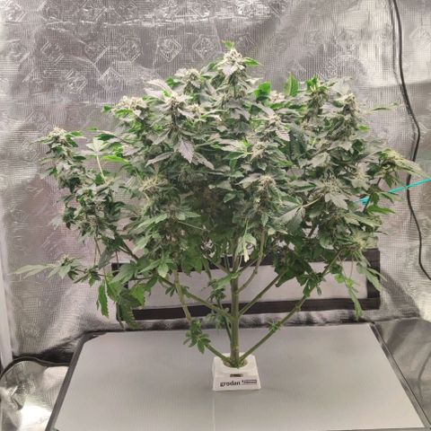 Northern lights growlog timeline photo