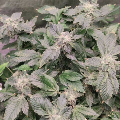 Northern lights growlog timeline photo