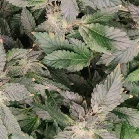 Northern lights growlog timeline photo
