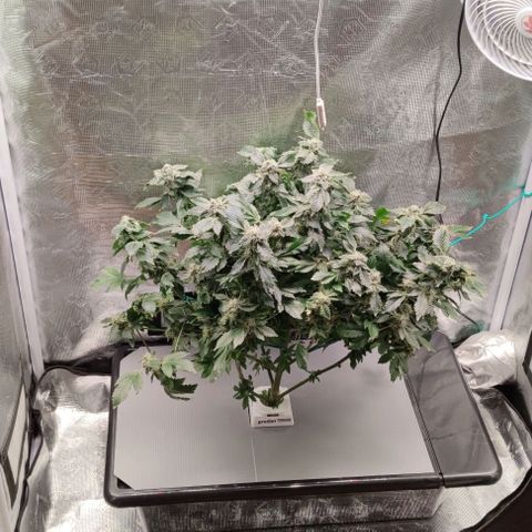 Northern lights growlog timeline photo