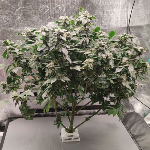 Northern lights growlog timeline photo