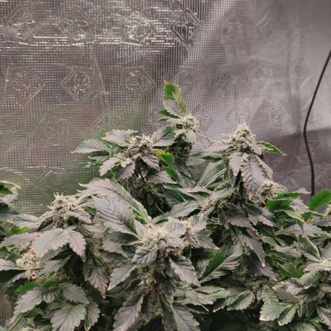 Northern lights growlog timeline photo