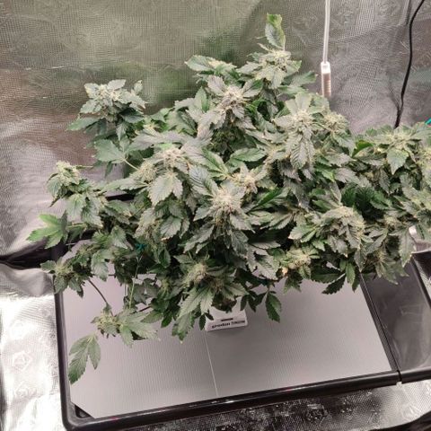 Northern lights growlog timeline photo