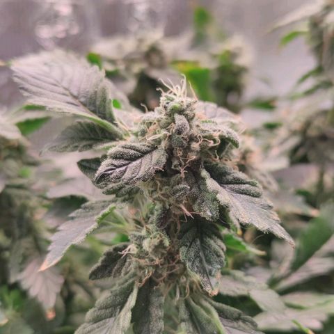 Northern lights growlog timeline photo