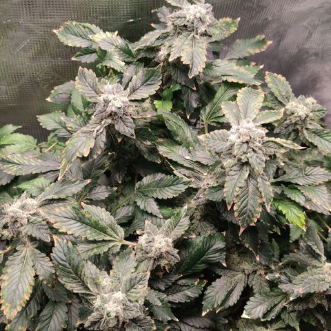 Northern lights growlog timeline photo