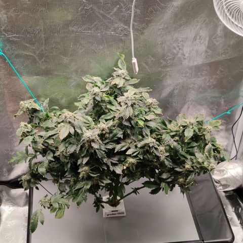 Northern lights growlog timeline photo