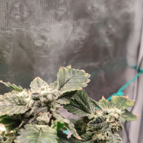 Northern lights growlog timeline photo