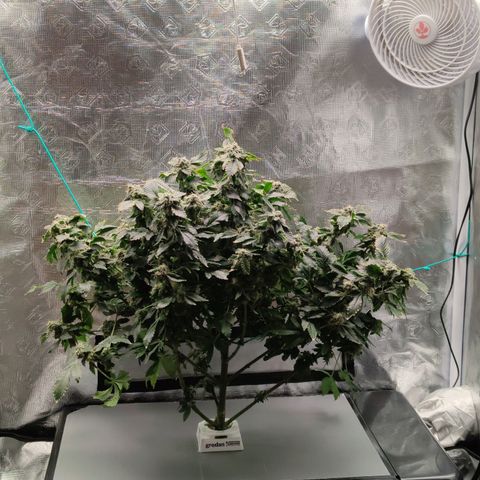 Northern lights growlog timeline photo