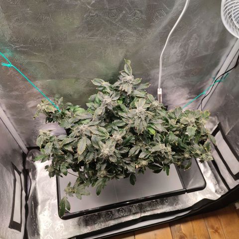 Northern lights growlog timeline photo