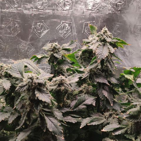 Northern lights growlog timeline photo