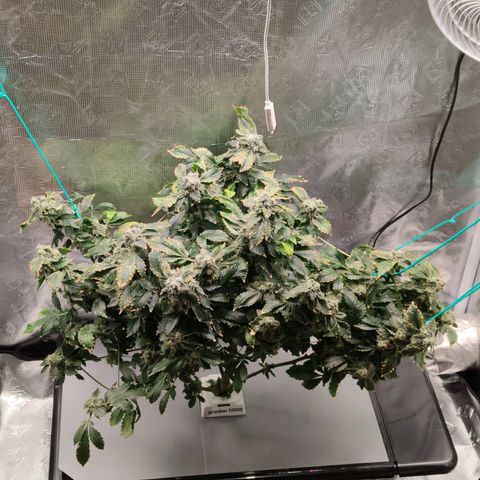 Northern lights growlog timeline photo