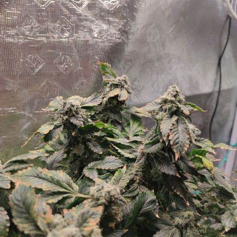 Northern lights growlog timeline photo