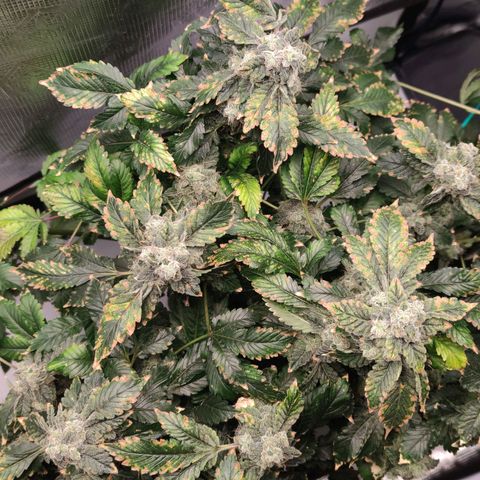 Northern lights growlog timeline photo