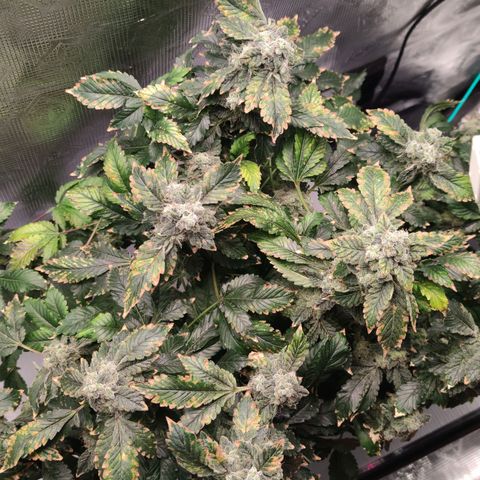 Northern lights growlog timeline photo