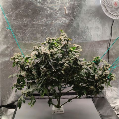 Northern lights growlog timeline photo