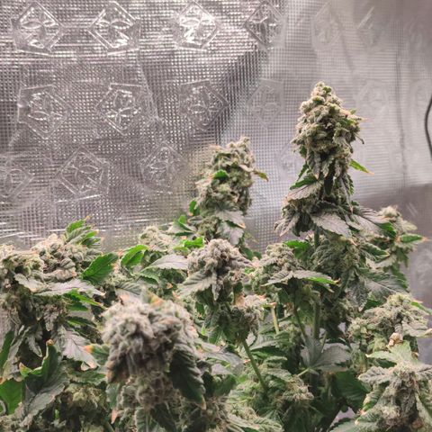 Northern lights growlog timeline photo