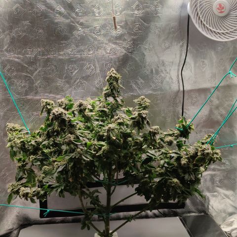 Northern lights growlog timeline photo
