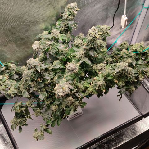 Northern lights growlog timeline photo