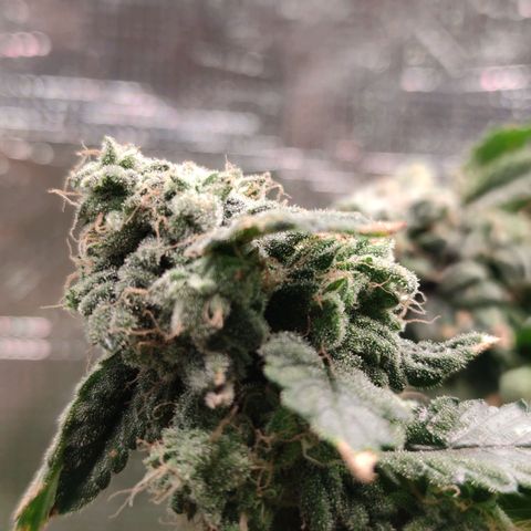 Northern lights growlog timeline photo