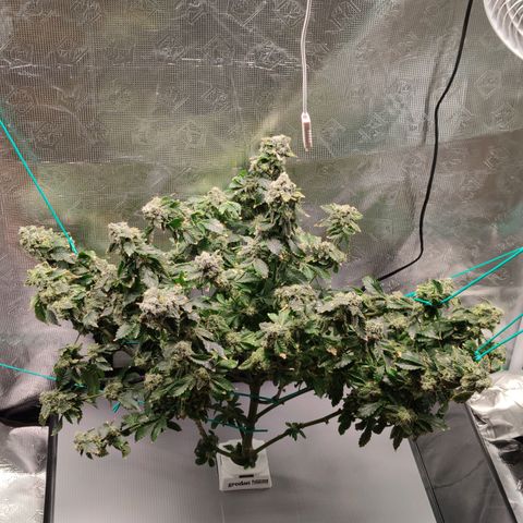 Northern lights growlog timeline photo