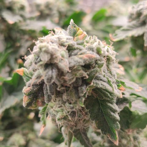 Northern lights growlog timeline photo