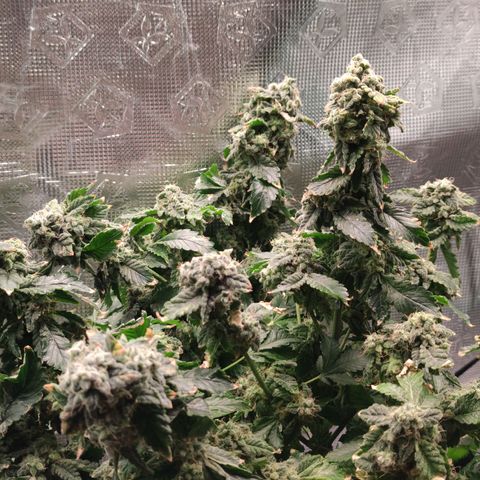 Northern lights growlog timeline photo