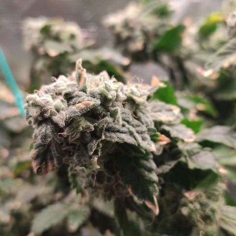 Northern lights growlog timeline photo