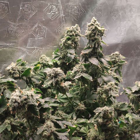 Northern lights growlog timeline photo