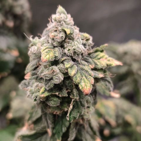 Northern lights growlog timeline photo