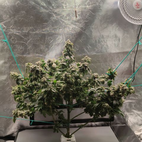 Northern lights growlog timeline photo