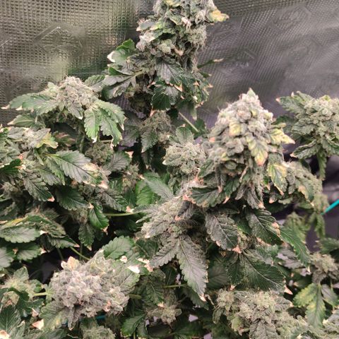 Northern lights growlog timeline photo