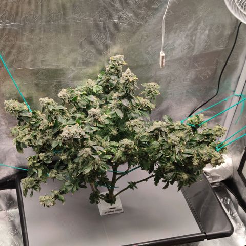 Northern lights growlog timeline photo