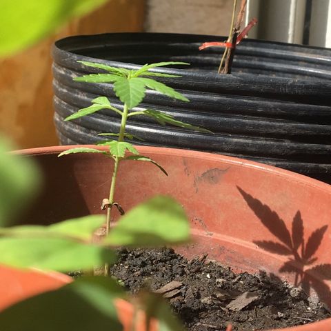 Prensado growlog timeline photo