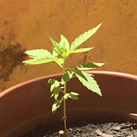 Prensado growlog timeline photo
