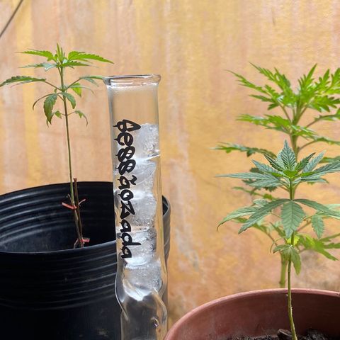 Prensado growlog timeline photo