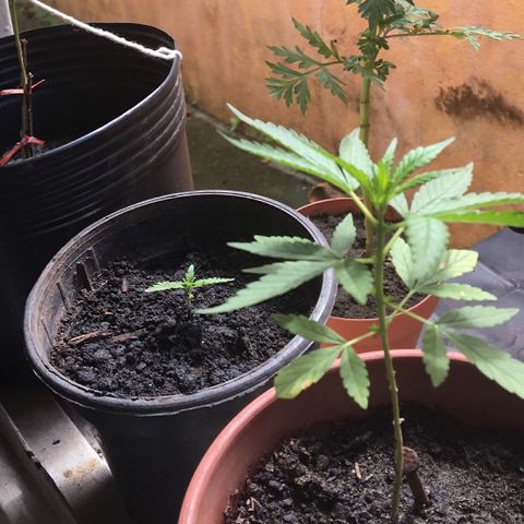 Prensado growlog timeline photo