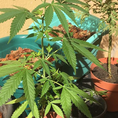 Prensado growlog timeline photo