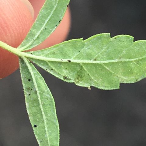 Prensado growlog photo: Planta infectada com tripes, insetos que se alimentam da seiva, é bom aplicar óleo de neem, aplicar 5ml por L de água 
Ainda não tenho o óleo mas vou ter em breve 