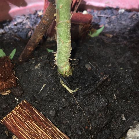 Prensado growlog photo: Planta infectada com tripes, insetos que se alimentam da seiva, é bom aplicar óleo de neem, aplicar 5ml por L de água 
Ainda não tenho o óleo mas vou ter em breve 