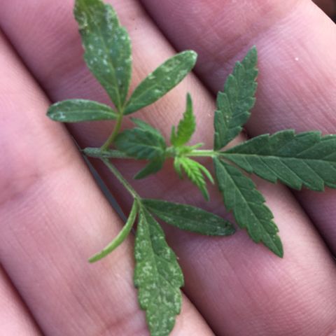 Prensado growlog photo: Planta infectada com tripes, insetos que se alimentam da seiva, é bom aplicar óleo de neem, aplicar 5ml por L de água 
Ainda não tenho o óleo mas vou ter em breve 