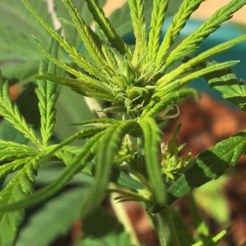 Prensado growlog timeline photo