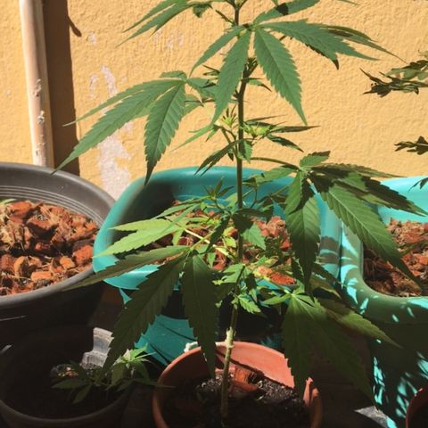 Prensado growlog timeline photo