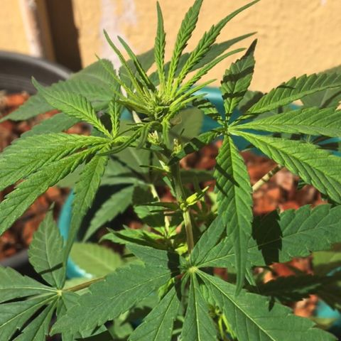 Prensado growlog timeline photo