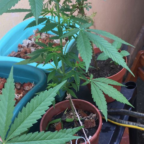 Prensado growlog timeline photo