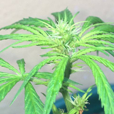 Prensado growlog photo: Folhas maiores cortadas, colocadas em seguida acima da terra em meio a fibra de coco
